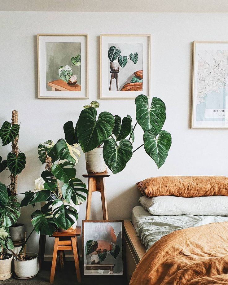 monstera