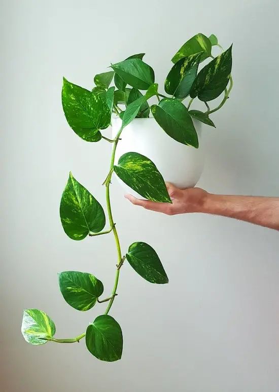 pothos