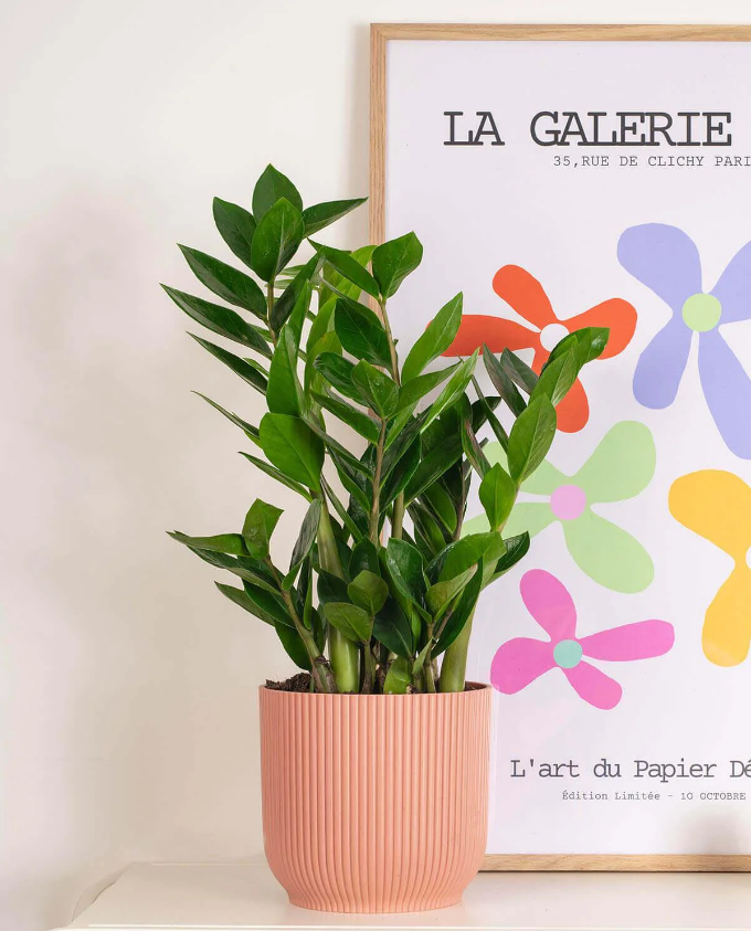 zz plant